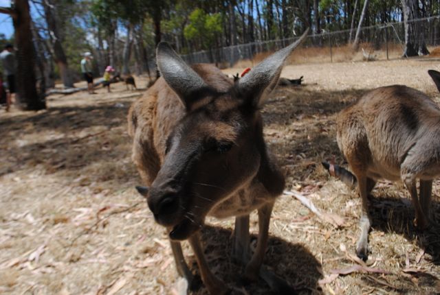 Australian Wildlife