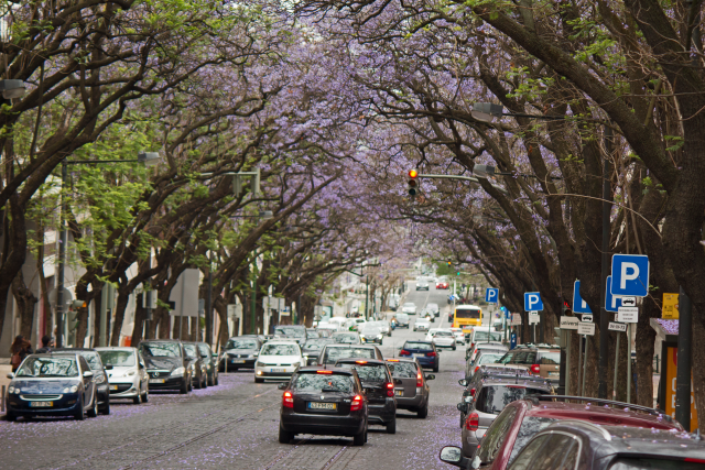 Jacarandas Lissabon